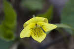 Downy yellow violet